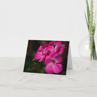 Den rosa pelargonen noterar kortet kort