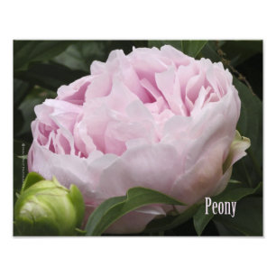 Den rosa pionen fotograferar fototryck
