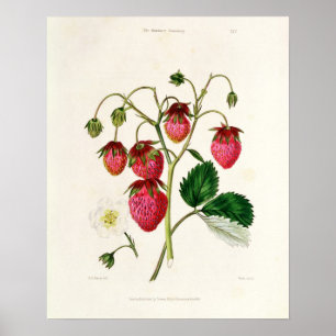 Den Roseberry jordgubben som inristas av Watte Poster