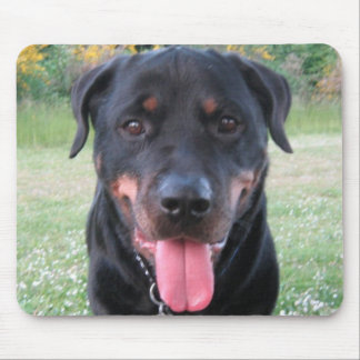 Den Rottie musen vadderar Musmatta