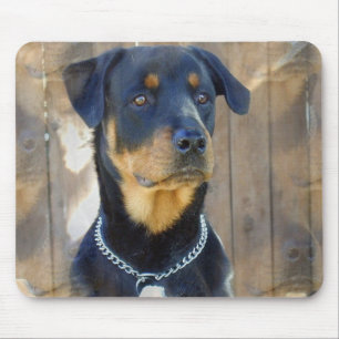 Den Rottweiler musen vadderar Musmatta