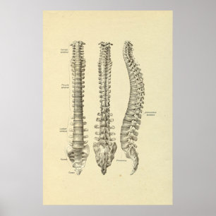 Den ryggrads- kolonnen benar ur anatomitrycket poster