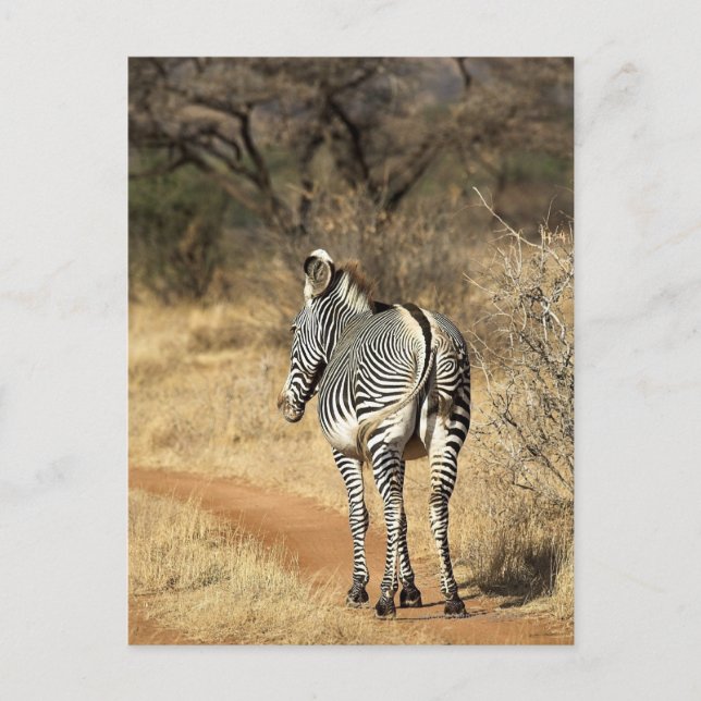 Den Samburu medborgare reserverar, Kenya Vykort (Framsida)