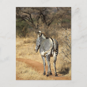 Den Samburu medborgare reserverar, Kenya Vykort