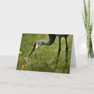 Den Sandhill kranen & babyen noterar kortet Kort