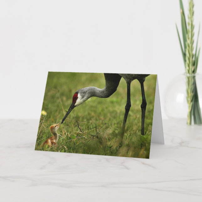 Den Sandhill kranen & babyen noterar kortet Kort (Framsida)
