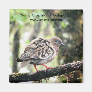 Den Santa Cruz ön, Galapagos, fågel regnar in Magnet