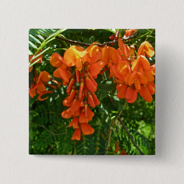 Den scharlakansröda wisteriaen (den Sesbania Knapp (Framsida)