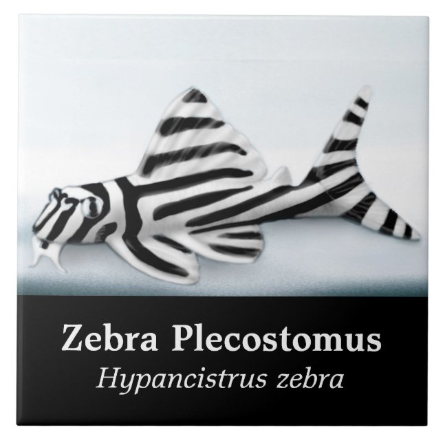 Den sebraPlecostomus fisken belägger med tegel Kakelplatta (Framsidan)