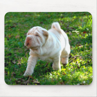 Den Shar-pei musen vadderar Musmatta