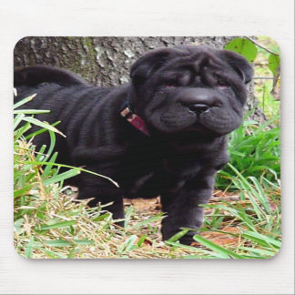 Den Shar-pei musen vadderar Musmatta