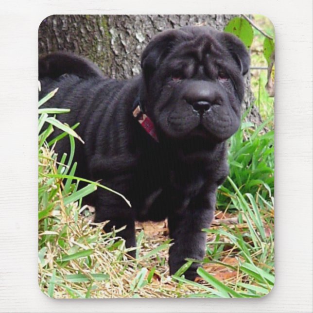 Den Shar-pei musen vadderar Musmatta (Framsidan)