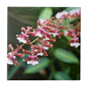 Den Sharry babyen Oncidium belägger med tegel Kakelplatta