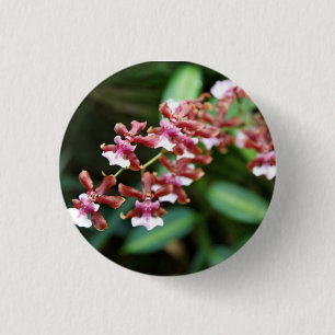 Den Sharry babyen Oncidium knäppas Knapp