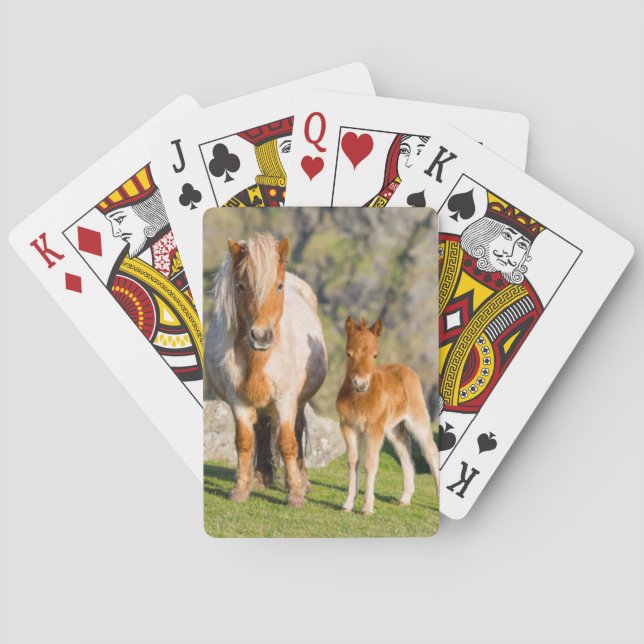 Den Shetland ponnyn betar på nära kickklippor, Spelkort (Baksidan)