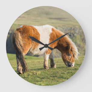 Den Shetland ponnyn betar på nära kickklippor Stor Klocka