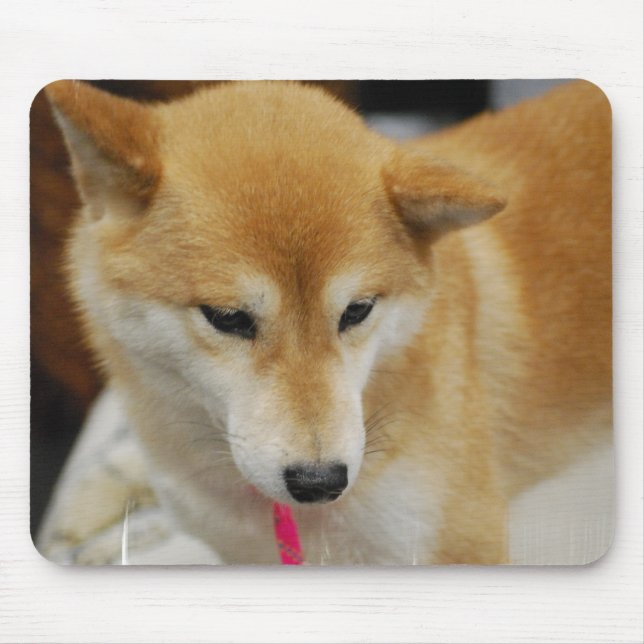 Den Shiba Inu hundmusen vadderar Musmatta (Framsidan)