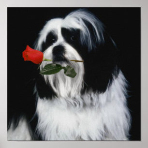 Den Shih Tzu hunden Poster