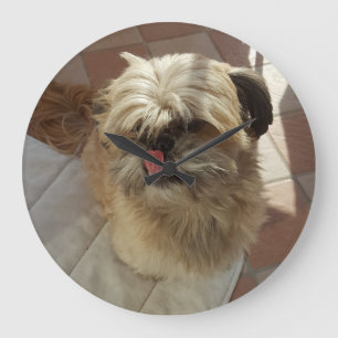 Den Shih Tzu hundväggen tar tid på Stor Klocka