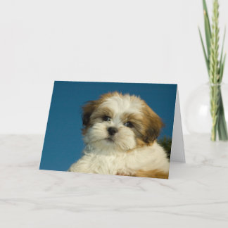 Den Shih Tzu valpen "som är tänkande av dig", Card Kort