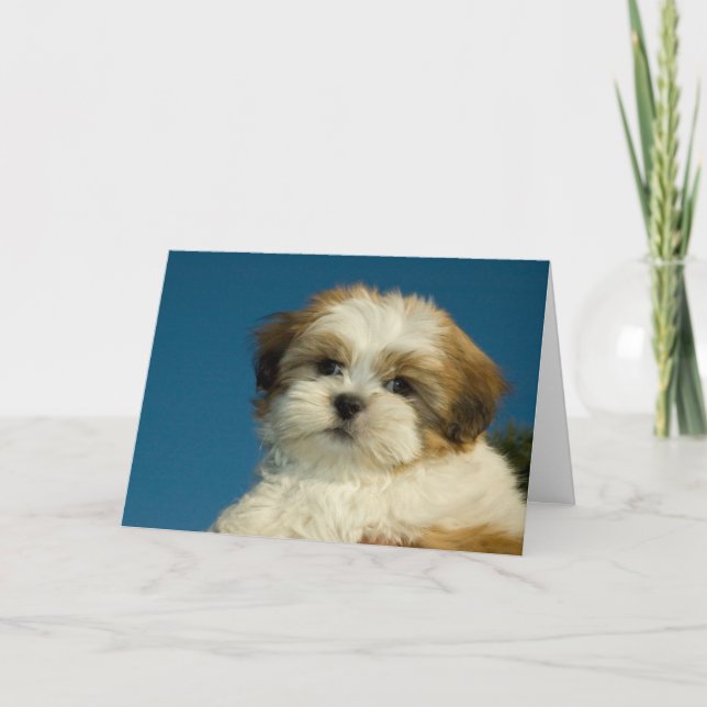 Den Shih Tzu valpen "som är tänkande av dig", Card Kort (Framsida)