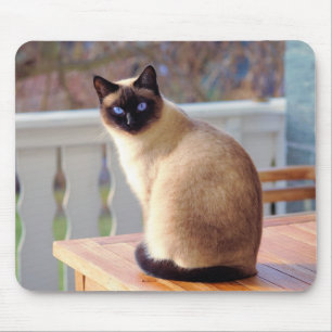 Den Siamese katten, blått synar musmattan Musmatta
