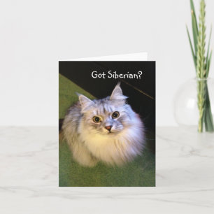 Den Siberian katten noterar kort