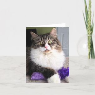 Den Siberian katten noterar kortet Kort