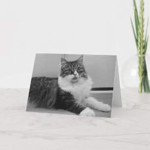 Den Siberian katten noterar kortet Kort