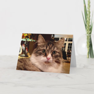Den Siberian katten noterar kortet Kort