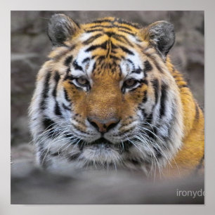 Den Siberian tigern fotograferar Poster