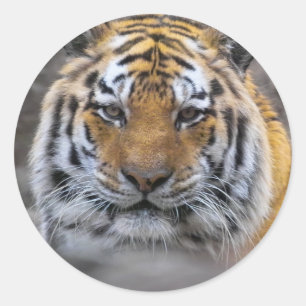 Den Siberian tigern fotograferar Runt Klistermärke