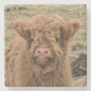 Den skotska höglands- bebiskon fotograferar stenunderlägg