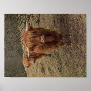 Den skotska höglands- kon fotograferar affischen poster