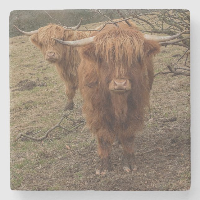 Den skotska höglands- kon fotograferar stenunderlägg (Framsidan)