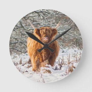 Den skotska höglandskopen i snö rund klocka