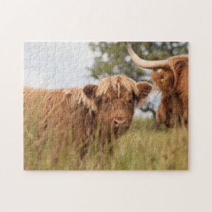 Den skotska kon fotograferar pussel