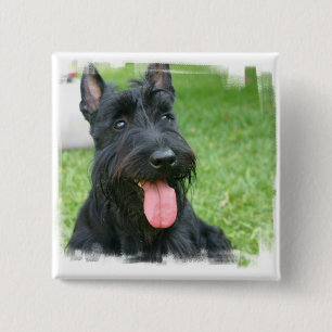 Den skotska Terrierhunden knäppas Knapp