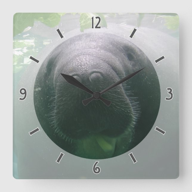 Den slarviga manateen Clock kvadrerar Fyrkantig Klocka (Framsida)