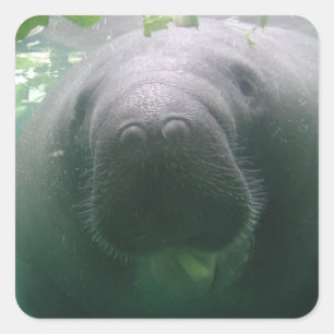 Den slarviga manateen kvadrerar klistermärkear fyrkantigt klistermärke