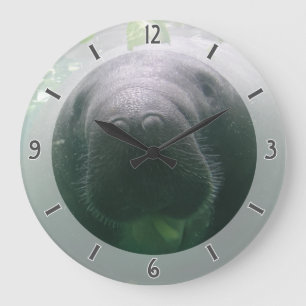 Den slarviga manateen tar tid på den stora rundan stor klocka