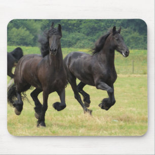 Den snabbt växande Friesianhästmusen vadderar Musmatta