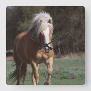 Den snabbt växande Palominoväggen tar tid på Fyrkantig Klocka