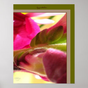 Den Snapdragon blommarcloseUpen PhotoPoster Poster
