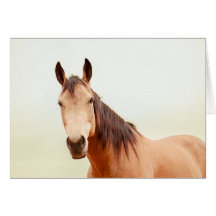 Den solbrända hästen ser dig