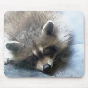 Den sömniga Raccoonungemusen vadderar Musmatta
