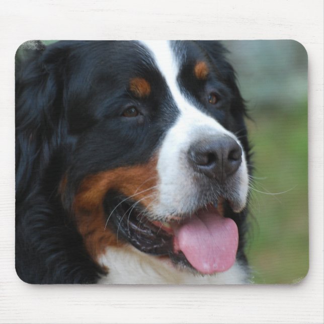 Den söta Bernese musen vadderar Musmatta (Framsidan)