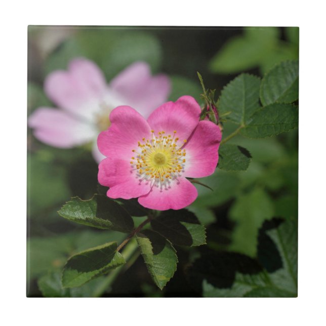 Den söta briaren steg (den Rosa rubiginosaen) Kakelplatta (Framsidan)