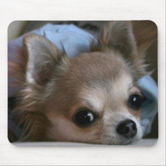 Den söta valpmusen vadderar musmatta