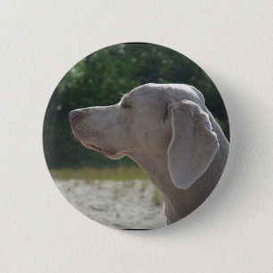 Den söta Weimaraner hunden profilerar Knapp